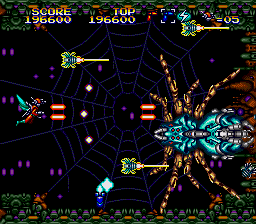 See, now here's how you do it. THAT is not the kind of spider you mess with!